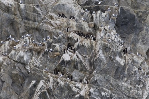 The availability of real estate on the cliff is very limited with only a few narrow ledges offering suitable sites. Birds nest in a dense, cacophonous crowd. The noise has to be heard to be believed. Perhaps it is fortunate that Brunnich's guillemots require less than 1 square foot per bird. Eggs are laid on the bare rock, their shape preventing them from rolling off. Adults have to land precisely when returning to their nest.