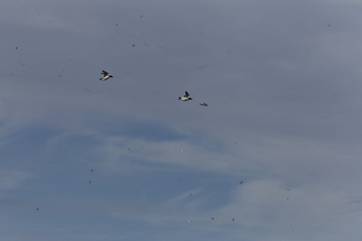 Brunnich's guillemot chicks are fed by both parents for 18-25 days. Then they have to make a leap of faith from high up on the cliff to the water below. When the chick jumps, a parent, usually the male, follows immediately and shadows the chick on its descent. Unable to fly, the chick spreads its wings and feet to give it some sort of gliding ability. Sometimes the second parent also follows to make sure all is well.