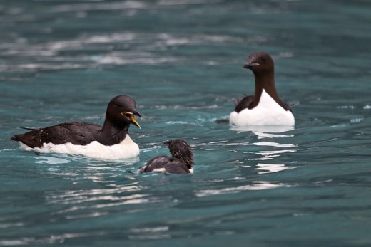 Once in the water, the parent calls the chick until the family is reunited. The male then stays with the chick for about 8 weeks, feeding it and teaching it to feed and look after itself. The pair swims south, joining huge rafts of birds, and the group is eventually reunited with the females. Brunnich's guillemots live at sea except during the breeding season.