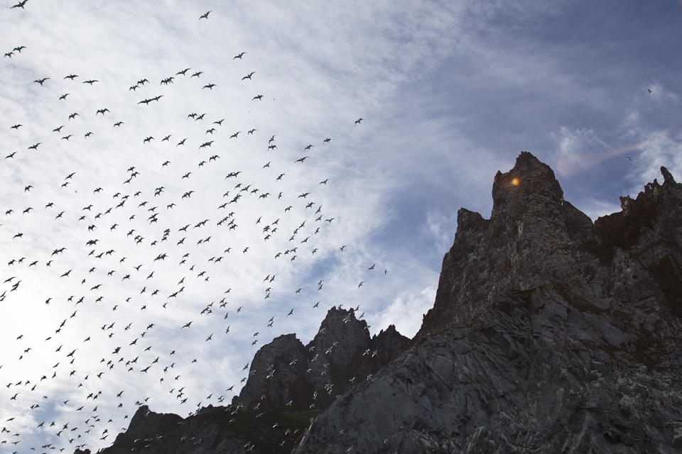 There is continuous frenzied activity at the Akpait bird cliff as adults fly from their nests to feed at sea and then bring back food for their young chicks. The traffic is fast and furious. Sometimes large groups of kittiwakes take flight at the same time, filling the air with their high pitched cries.