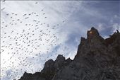 There is continuous frenzied activity at the Akpait bird cliff as adults fly from their nests to feed at sea and then bring back food for their young chicks. The traffic is fast and furious. Sometimes large groups of kittiwakes take flight at the same time, filling the air with their high pitched cries.: by beelover, Views[368]