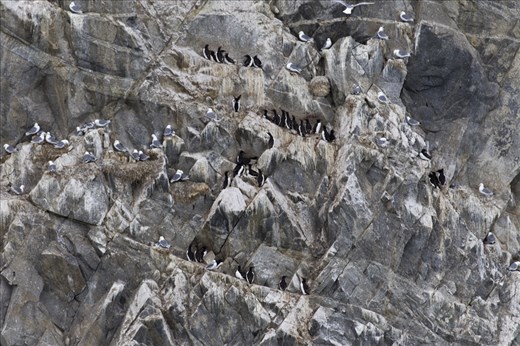 The availability of real estate on the cliff is very limited with only a few narrow ledges offering suitable sites. Birds nest in a dense, cacophonous crowd. The noise has to be heard to be believed. Perhaps it is fortunate that Brunnich's guillemots require less than 1 square foot per bird. Eggs are laid on the bare rock, their shape preventing them from rolling off. Adults have to land precisely when returning to their nest.