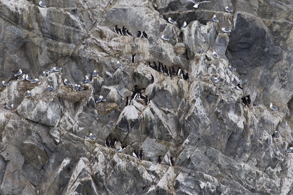 The availability of real estate on the cliff is very limited with only a few narrow ledges offering suitable sites. Birds nest in a dense, cacophonous crowd. The noise has to be heard to be believed. Perhaps it is fortunate that Brunnich's guillemots require less than 1 square foot per bird. Eggs are laid on the bare rock, their shape preventing them from rolling off. Adults have to land precisely when returning to their nest.