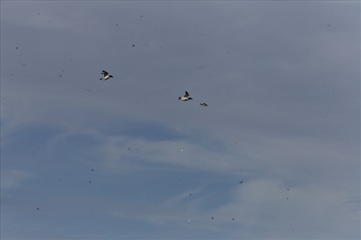 Brunnich's guillemot chicks are fed by both parents for 18-25 days. Then they have to make a leap of faith from high up on the cliff to the water below. When the chick jumps, a parent, usually the male, follows immediately and shadows the chick on its descent. Unable to fly, the chick spreads its wings and feet to give it some sort of gliding ability. Sometimes the second parent also follows to make sure all is well.