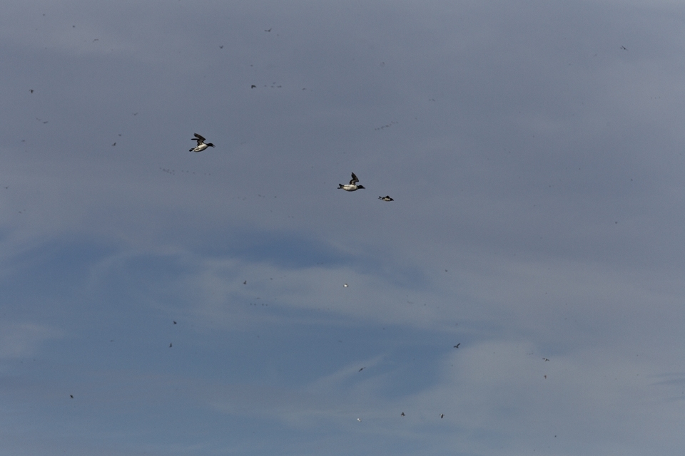 Brunnich's guillemot chicks are fed by both parents for 18-25 days. Then they have to make a leap of faith from high up on the cliff to the water below. When the chick jumps, a parent, usually the male, follows immediately and shadows the chick on its descent. Unable to fly, the chick spreads its wings and feet to give it some sort of gliding ability. Sometimes the second parent also follows to make sure all is well.