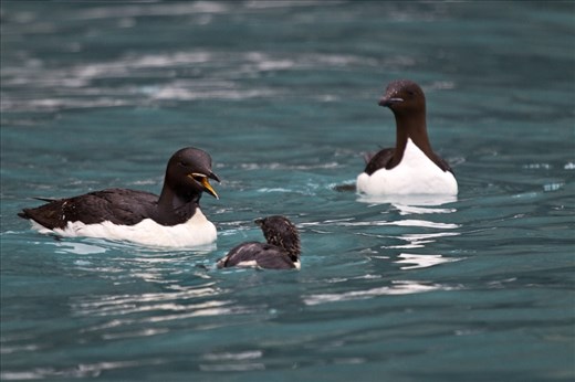 Once in the water, the parent calls the chick until the family is reunited. The male then stays with the chick for about 8 weeks, feeding it and teaching it to feed and look after itself. The pair swims south, joining huge rafts of birds, and the group is eventually reunited with the females. Brunnich's guillemots live at sea except during the breeding season.