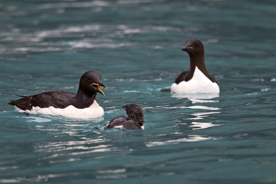Once in the water, the parent calls the chick until the family is reunited. The male then stays with the chick for about 8 weeks, feeding it and teaching it to feed and look after itself. The pair swims south, joining huge rafts of birds, and the group is eventually reunited with the females. Brunnich's guillemots live at sea except during the breeding season.