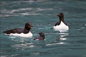 Once in the water, the parent calls the chick until the family is reunited. The male then stays with the chick for about 8 weeks, feeding it and teaching it to feed and look after itself. The pair swims south, joining huge rafts of birds, and the group is eventually reunited with the females. Brunnich's guillemots live at sea except during the breeding season.: by beelover, Views[581]
