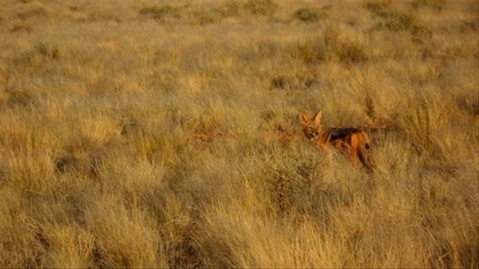 Magic hour. The sun glows on the Jackals face before he becomes camoflaged amongst the grasses of Sossussvlei.