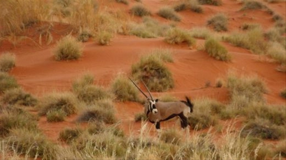 True or False:  Q: Do oryx run & hide behind humans to avoid being pursued by another oryx ? A: True