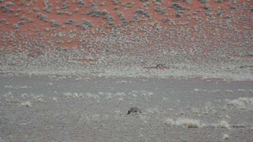 Nestled deep in the heart of Namibia's ancient Namib Desert in Southern Africa.  A rare sighting of the african aardwolf searching for termites while a lone oryx grazes nearby.