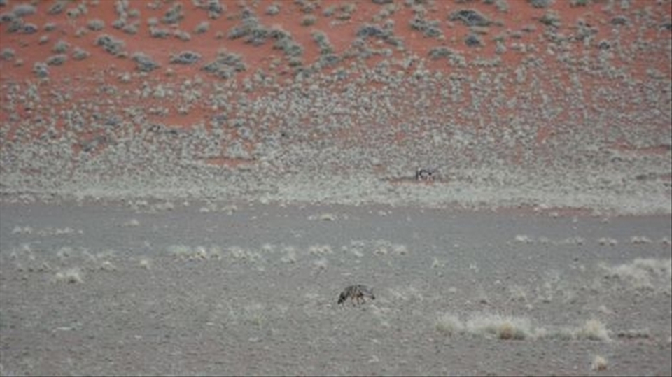 Nestled deep in the heart of Namibia's ancient Namib Desert in Southern Africa.  A rare sighting of the african aardwolf searching for termites while a lone oryx grazes nearby.