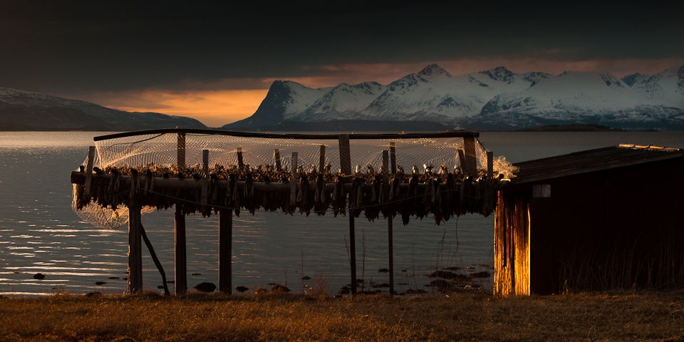 Arctic cod,Lofoten Island