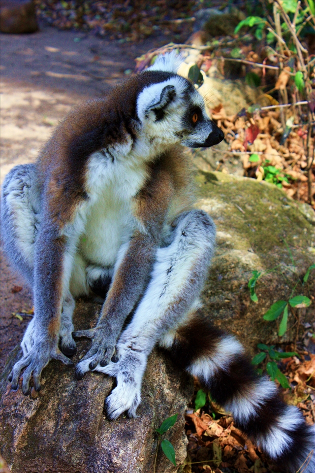 Maki in Madagascar. Isalo National Park.