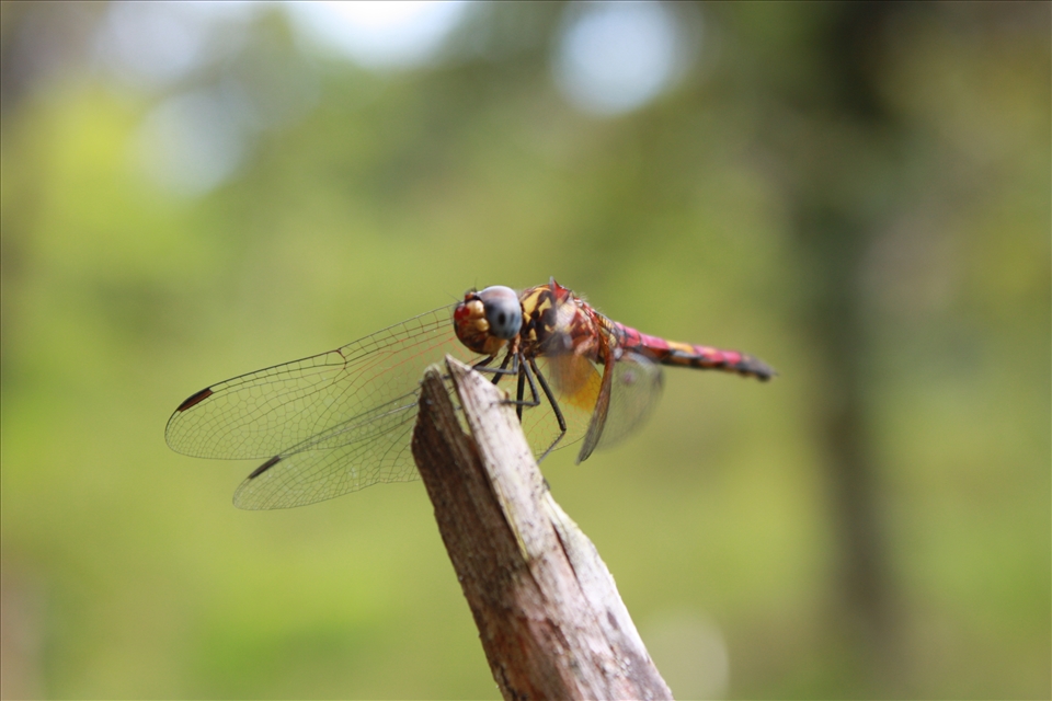 Dragonfly in Madagascar.