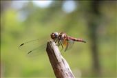 Dragonfly in Madagascar.: by belenmerelas, Views[374]