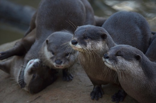 Two pairs of Asian small clawed otters- both with very different personalities.