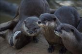 Two pairs of Asian small clawed otters- both with very different personalities.: by believingisseeing, Views[1835]