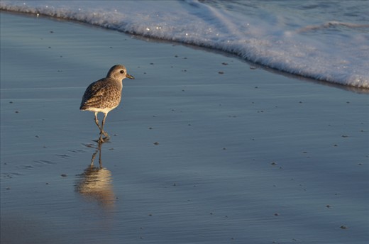 A sand piper strolls across the shore as it gazes at the distant sunset.
