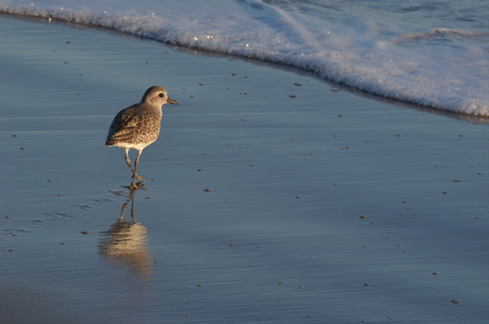 A sand piper strolls across the shore as it gazes at the distant sunset.
