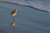 A sand piper strolls across the shore as it gazes at the distant sunset.
: by believingisseeing, Views[3395]