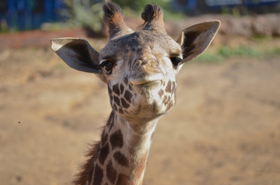 A joyful Giraffe at the Santa Barbara zoo shoots me a sheepish grin.