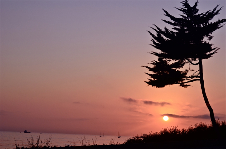  A tree on Butterfly Beach becomes a dark silhouette as the golden sun sets.
