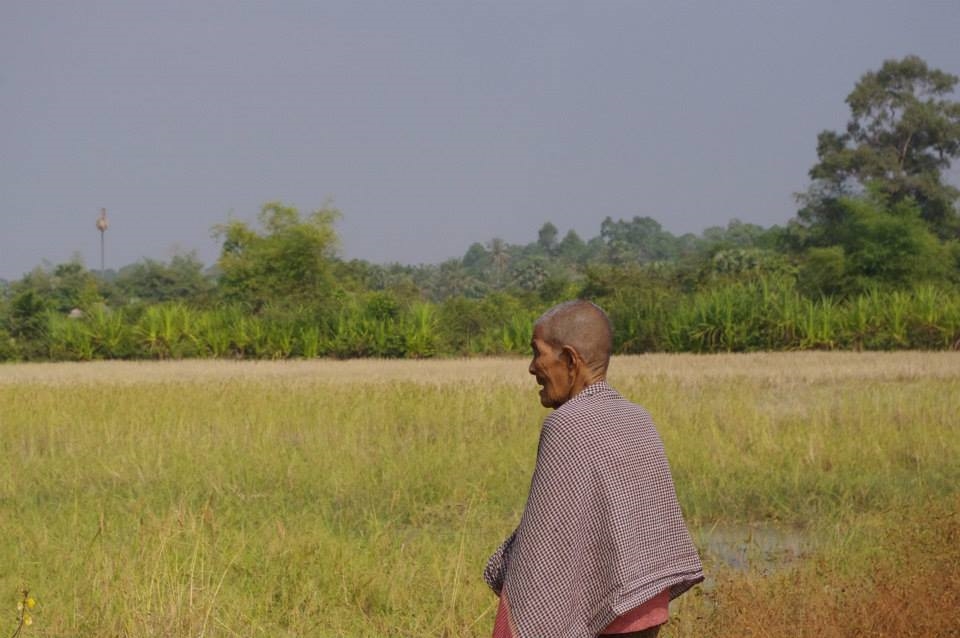 A lady overlooking her rice fields