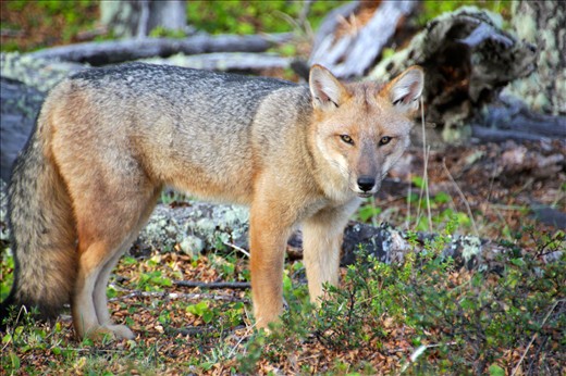 A Grey fox stands a statue as he stares down newcomers to his isolated home.
