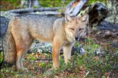 A Grey fox stands a statue as he stares down newcomers to his isolated home.: by bellescott, Views[491]