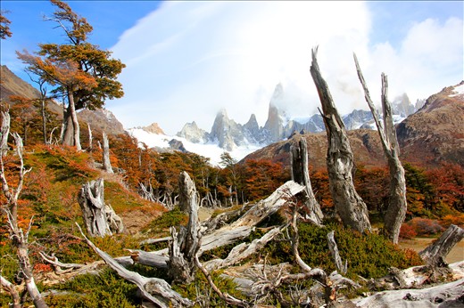 Cloud descends over the distant peak of Mount Fitzroy in a warm Autumn forest.