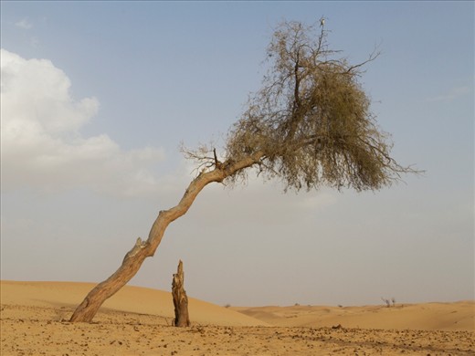 This solitary tree stands twisted and bent by the wind, yet is still growing. It is near a camel farm and is used as a navigation point 