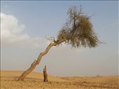 This solitary tree stands twisted and bent by the wind, yet is still growing. It is near a camel farm and is used as a navigation point : by ben_hanna, Views[476]