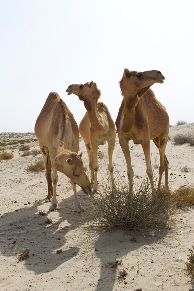 Groups of camels wandering the desert is not an uncommon sight