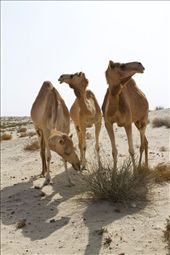 Groups of camels wandering the desert is not an uncommon sight: by ben_hanna, Views[417]