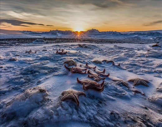 Frozen starfish as the sun sets for the winter.