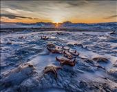 Frozen starfish as the sun sets for the winter.: by benaphotog, Views[300]