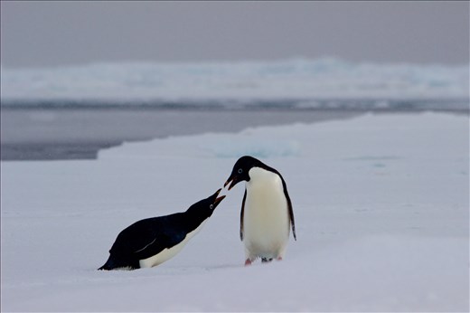 Adelie penguins in the summer sunshine.