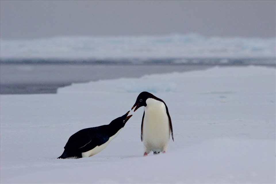Adelie penguins in the summer sunshine.