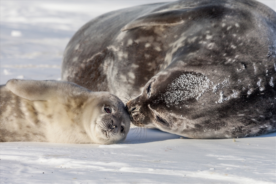 Antarctica comes to life during the short summer season.