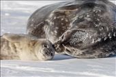 Antarctica comes to life during the short summer season.: by benaphotog, Views[280]
