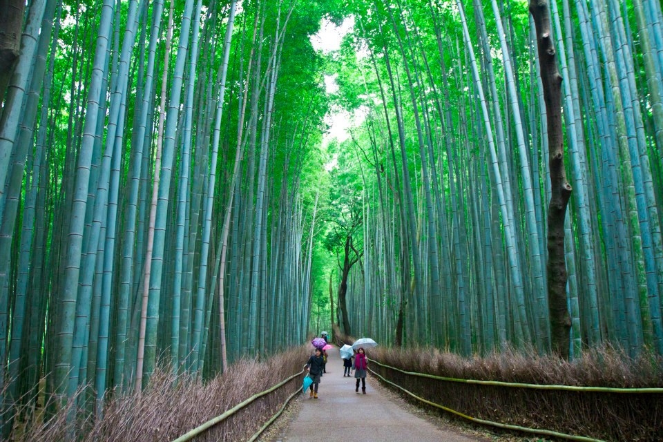 The beautiful Bamboo forest in Kyoto
