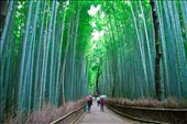The beautiful Bamboo forest in Kyoto: by benblenner, Views[872]