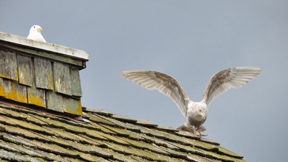 Sea-gulls are a common sight in industrial countries. Large, loud and a bother to all residents of the countries in which the birds can be found as they litter the docks and shorelines. I estimate 3% of locals / nationals in countries where seagulls are found have pictures of the feathered loud-horn. As for me, I live in a country with no sea-gulls. Long and short of it; I was fascinated with the birds and I own 60 photographs of the specie fit for publication. This particular shot speaks of the mischievousness and majesty of the gulls. Finding warmth in a chimney and especially, striding with outstretched wings, speaks of the regality one can discover in mundane, as long as the subject is observed through refreshed eyes. 
