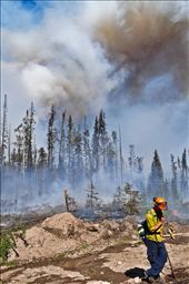 Due to the thousands of trees killed by the Mountain Pine Beetle, a large amount of British Columbia's forests are comprised of standing-dead timber. Dry, dead, trees have made for a substantial increase in fire activity in much of the province. Here a BC Smokejumper talks on the radio to air support as fire, fueled by beetle-killed trees, rages at his back.: by benjamin_louwerse, Views[521]