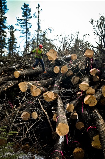 A worker retrieves a choker cable from a pile of trees infested with Mountain Pine Beetle that has been piled, waiting to be burnt, in an effort to control the epidemic sweeping across western Canada. Mountain Pine Beetle has already killed approximately 18.1 million hectares of pine forest in British Columbia.