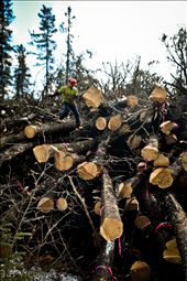 A worker retrieves a choker cable from a pile of trees infested with Mountain Pine Beetle that has been piled, waiting to be burnt, in an effort to control the epidemic sweeping across western Canada. Mountain Pine Beetle has already killed approximately 18.1 million hectares of pine forest in British Columbia.: by benjamin_louwerse, Views[1107]