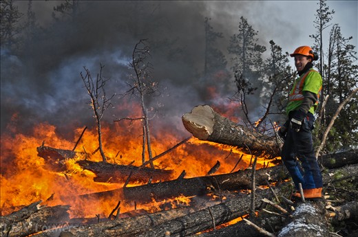 A pine beetle control worker stands as close to the fire as he can in order to stay warm. The pine beetle life-cycle lasts one year; it will lay its eggs in the early summer before dying, the eggs will hatch and the larvae will then burrow further in the bark before going dormant for the winter months. This life-cycle means that all control efforts must take place during the coldest months of winter in order to get the trees while the larvae is still inside. Winters in Northern Alberta can quite frequently drop below -40.