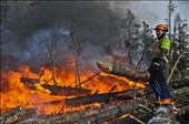 A pine beetle control worker stands as close to the fire as he can in order to stay warm. The pine beetle life-cycle lasts one year; it will lay its eggs in the early summer before dying, the eggs will hatch and the larvae will then burrow further in the bark before going dormant for the winter months. This life-cycle means that all control efforts must take place during the coldest months of winter in order to get the trees while the larvae is still inside. Winters in Northern Alberta can quite frequently drop below -40.: by benjamin_louwerse, Views[1209]