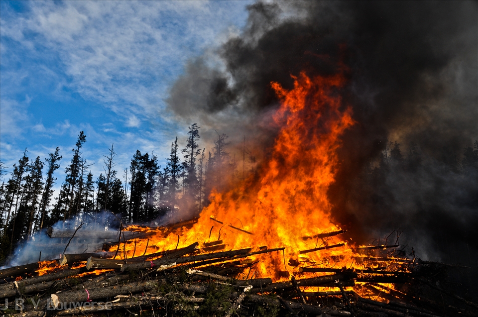 In order to kill the beetle, which burrows in between the bark and the cambiam of pine tree, all of the bark must be burnt off the trees. Around 25,000 British Columbian families have either lost their primary income, are at risk of doing so, or have been otherwise effected due to the effects of the pine beetle on the forest industry.